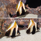 Threeband Pennant Butterflyfish , Trio (click for more detail)