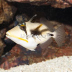 Humu Picasso Triggerfish (click for more detail)