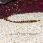 Bluestripe Pipefish EXPERT ONLY (click for more detail)
