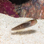 Linear Blenny (click for more detail)