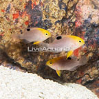 Talbot's Damselfish, Trio (click for more detail)