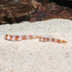 Pinkbar Goby, Pair (click for more detail)