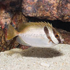 Two Barred Rabbitfish (click for more detail)