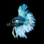 Butterfly Tail Betta (click for more detail)