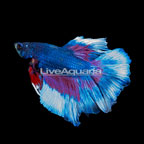  Rosetail Betta (click for more detail)