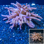 Tree Coral Indonesia (click for more detail)