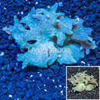 Green Cabbage Leather Coral Vietnam (click for more detail)