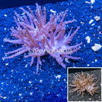 Tree Coral Indonesia (click for more detail)