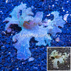 Green Cabbage Leather Coral Vietnam (click for more detail)