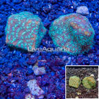 LiveAquaria® Two Pack Cultured Leptoseris Coral (click for more detail)
