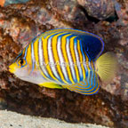 Regal Angelfish EXPERT ONLY (click for more detail)