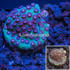 LiveAquaria® Cultured Green and Red Cyphastrea Coral (click for more detail)