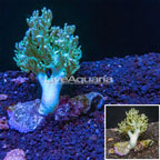 Sinularia Leather Coral Australia (click for more detail)