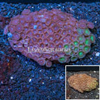  Zoanthus Coral Vietnam (click for more detail)