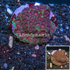 Favia Coral Indonesia (click for more detail)