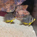 Multibar Angelfish, Pair EXPERT ONLY (click for more detail)