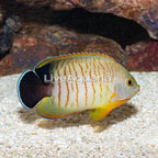 Eibli Angelfish (click for more detail)