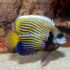 Emperor Angelfish [Blemish] (click for more detail)