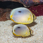 Melon Butterflyfish, Pair (click for more detail)