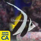 Pennant Bannerfish (click for more detail)