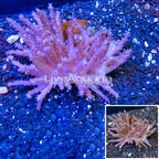 Tree Coral Indonesia (click for more detail)