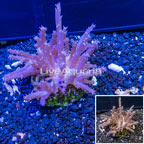 Tree Coral Indonesia (click for more detail)
