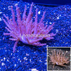 Tree Coral Indonesia (click for more detail)