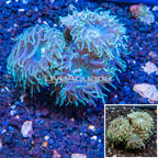 LiveAquaria® Cultured Ultra Duncan Coral (click for more detail)