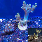 LiveAquaria® Two Pack Cultured Pineapple Tree and Zoanthus Coral (click for more detail)