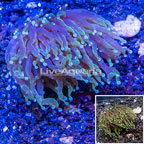LiveAquaria® Cultured Torch Coral (click for more detail)