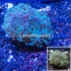 LiveAquaria® Cultured Hammer Coral (click for more detail)