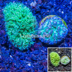 LiveAquaria® Two Pack Cultured Hydnophora Coral (click for more detail)
