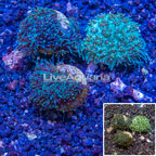 LiveAquaria® Two Pack Cultured Galaxea Coral (click for more detail)