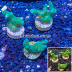 LiveAquaria® Three Pack Cultured Stylophora Coral (click for more detail)