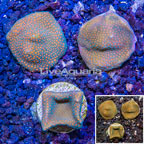 LiveAquaria® Three Pack Cultured Montipora Coral (click for more detail)