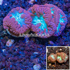 LiveAquaria® Two Pack Cultured Blastomussa Coral (click for more detail)