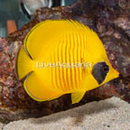 Golden Semilarvatus Butterflyfish (click for more detail)