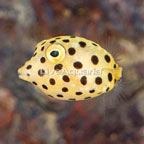 Cubicus Boxfish EXPERT ONLY (click for more detail)