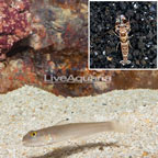 Blue Dot Sleeper Goby With Tiger Snapping Shrimp (click for more detail)