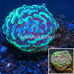 LiveAquaria® Cultured Hammer Coral  (click for more detail)