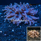 Sinularia Finger Leather Coral Vietnam (click for more detail)