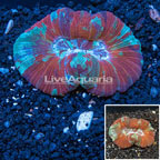 Open Brain Coral Vietnam (click for more detail)