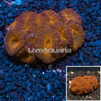 Acan Lord Coral Australia (click for more detail)