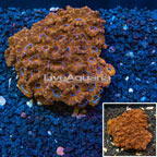 Acan Lord Coral Tonga (click for more detail)