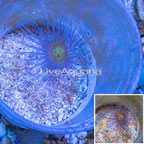 Tube Anemone (click for more detail)