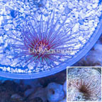 Cerianthus sp. Anemone (click for more detail)