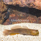 Lagoon Shrimp Goby  (click for more detail)