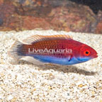 Bluehead Wrasse (click for more detail)