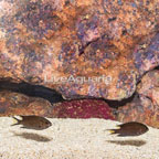 Regal Damselfish, Pair (click for more detail)