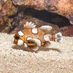 Harlequin Sweetlips (click for more detail)